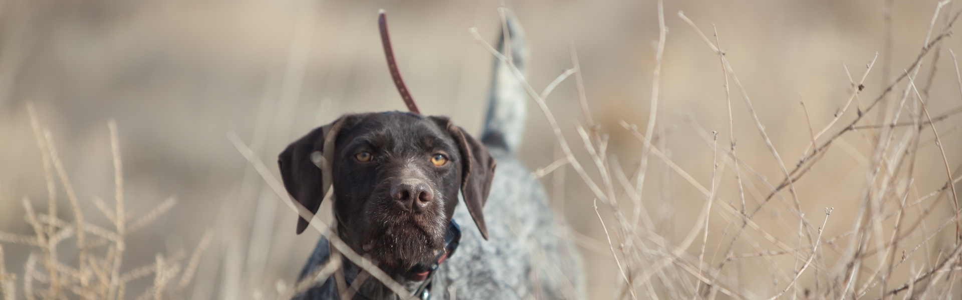 About Lone Sage Bird Dogs