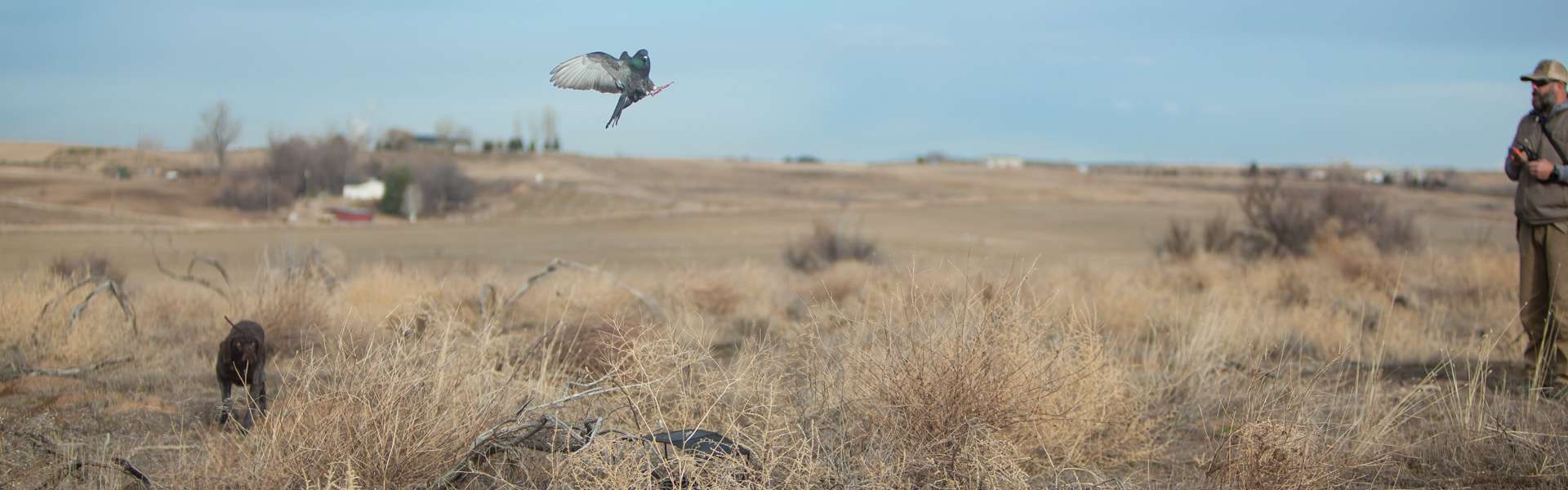 Lone Sage Bird Dogs - Photo Gallery